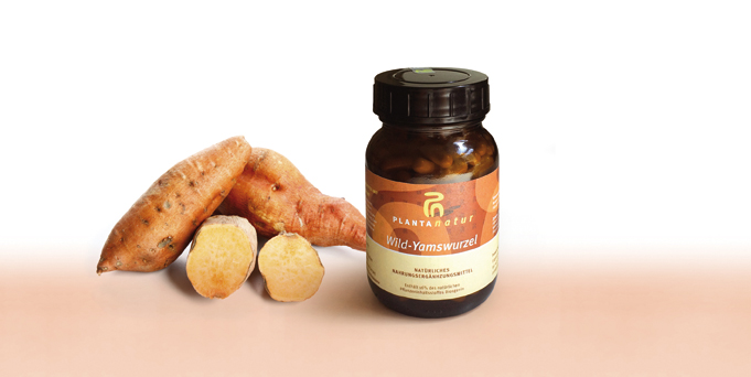 WILD-YAMSWURZEL